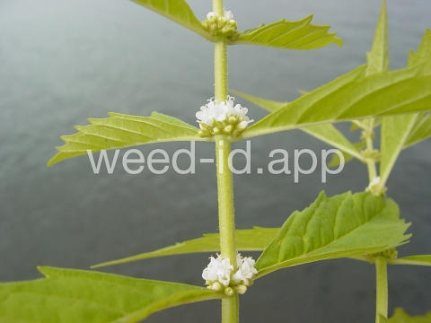 bugleweed, rough